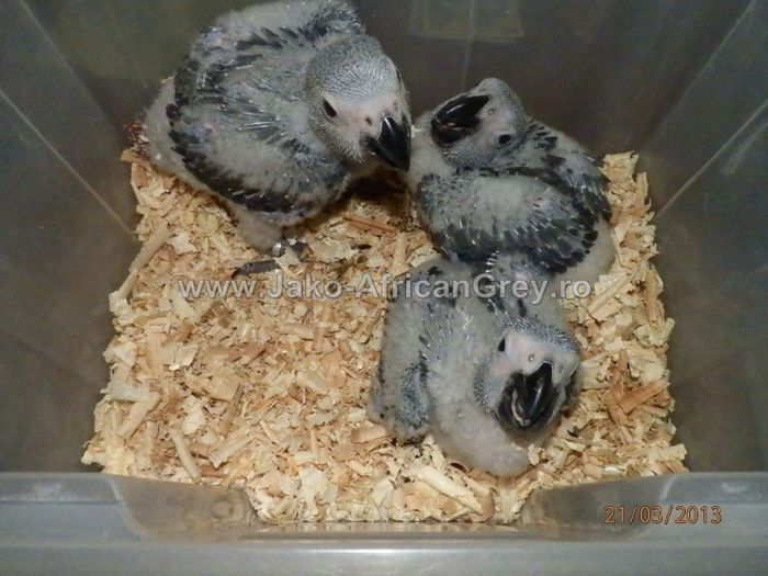 papagal Jako 2013 (17) - papagali blanzi Jako African Grey - Timisoara