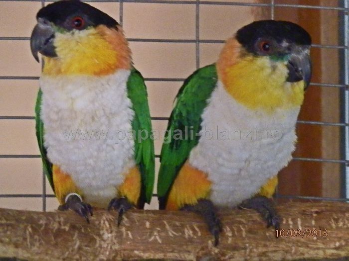 caique; Noi in crescatoria noastra!
Papagali Caique - Blackheaded parrot
