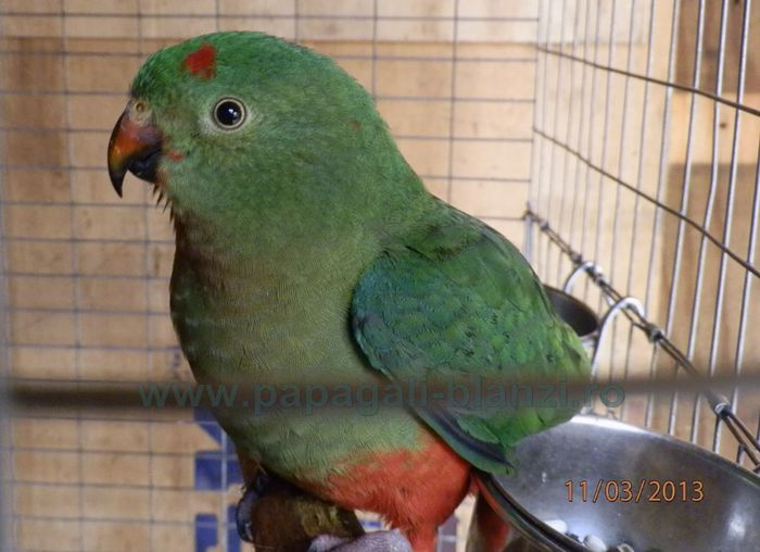 king parrot 2 - papagali blanzi - Timisoara