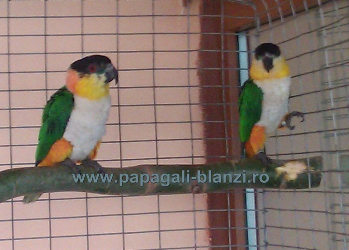 papagal Caique 3 - papagali blanzi - Timisoara