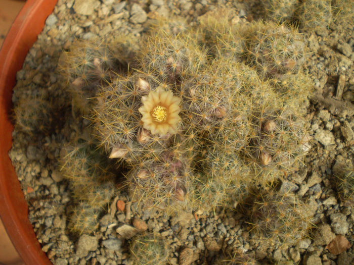 Mammillaria prolifera v. texana - Mamm 2013