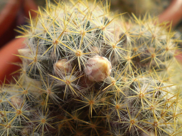 Mammillaria prolifera v. texana - Mamm 2013