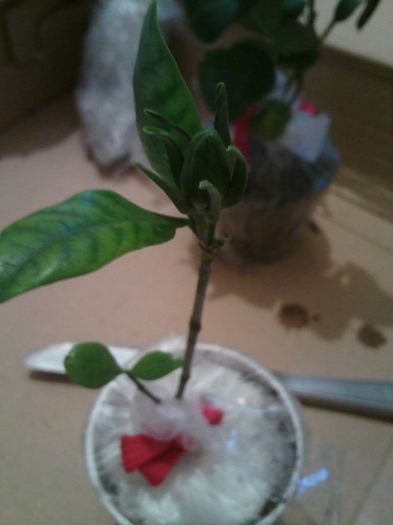 gardenia cu bobocel - Primite-n dar
