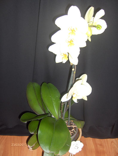 HPIM8864 - ORHIDEE 2013