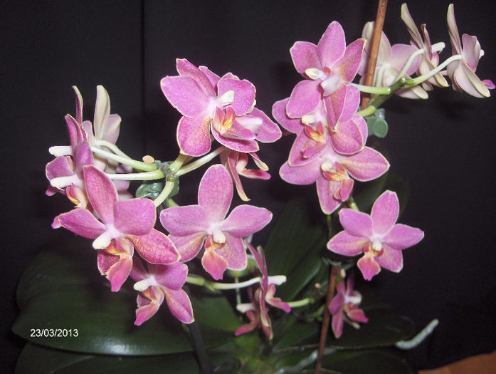 HPIM8865 - ORHIDEE 2013