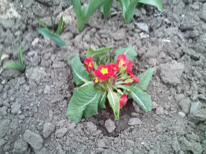 primula de la mami - flori  2013