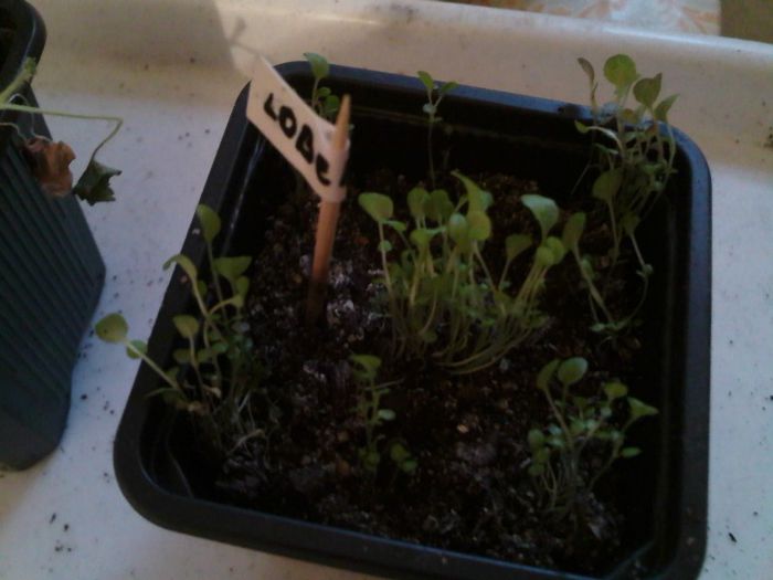 lobelia curgatoare - germinari 2013