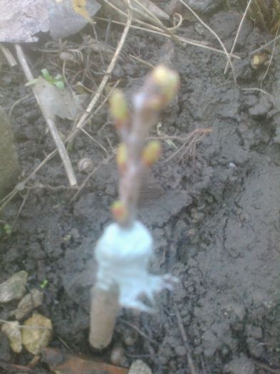 cires pitic; Folosit mastic original de altore
