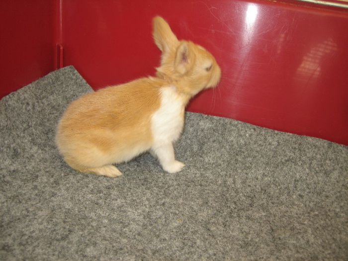 English Angora