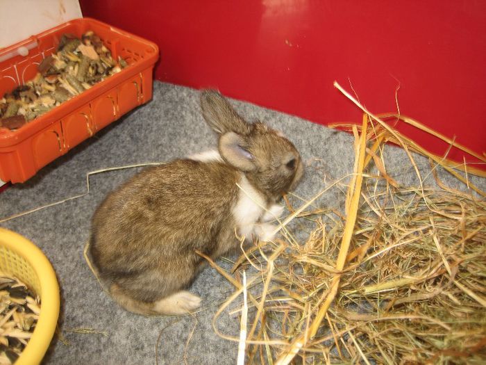 English Angora