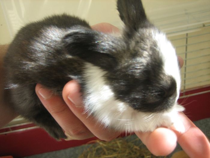 English Angora - 02-Cuib B-Litter B