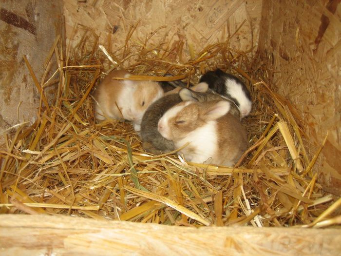 English Angora