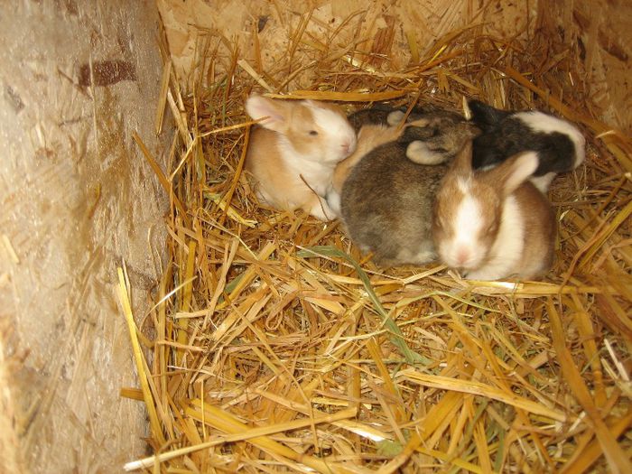 English Angora - 02-Cuib B-Litter B