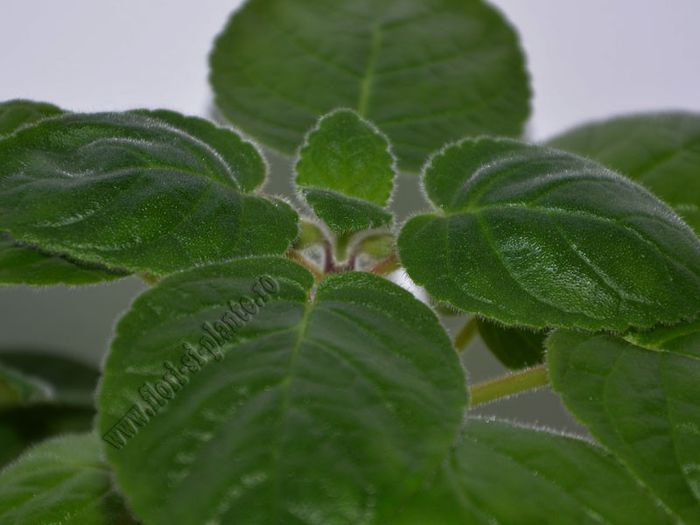 Sinningia Seminole - GLOXINIA _ SINNINGIA__NEWS 2013