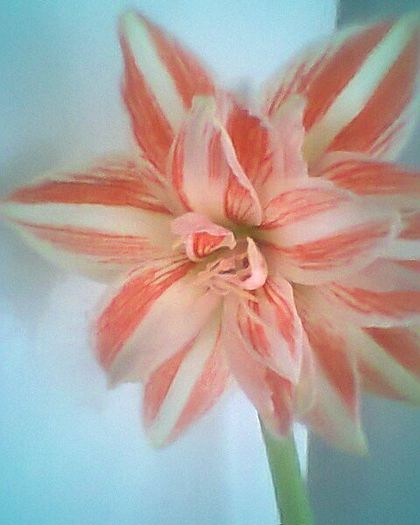 bloosom paicik 22.3.2013 - amaryllis2012-2013