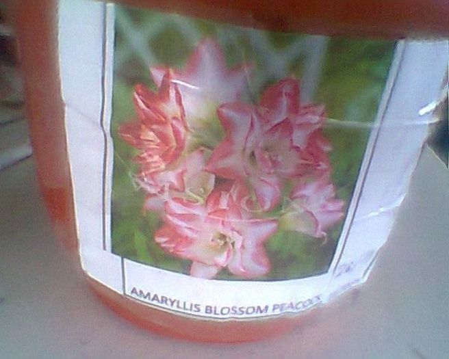 bloosom paicik - amaryllis2012-2013