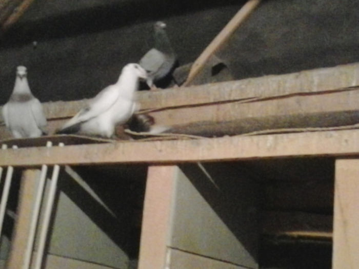 2013-03-22 16.05.50 - Porumbei mei