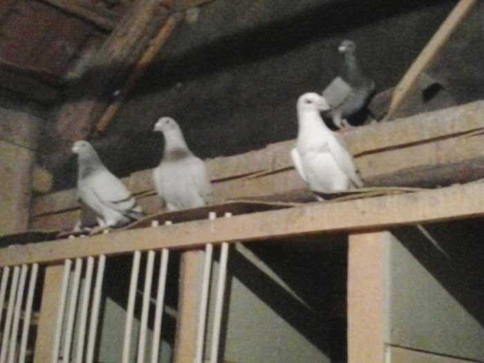 2013-03-22 16.05.35 - Porumbei mei