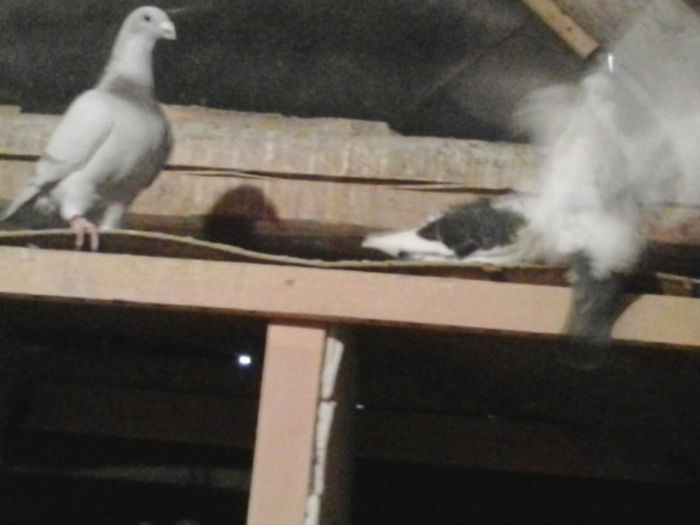 2013-03-22 16.05.21 - Porumbei mei