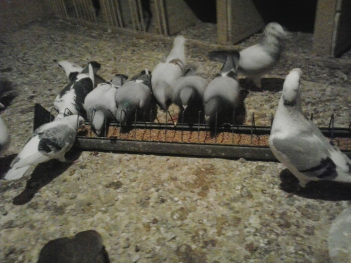 2013-03-22 16.04.41 - Porumbei mei