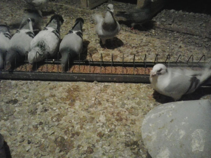 2013-03-22 16.04.22 - Porumbei mei