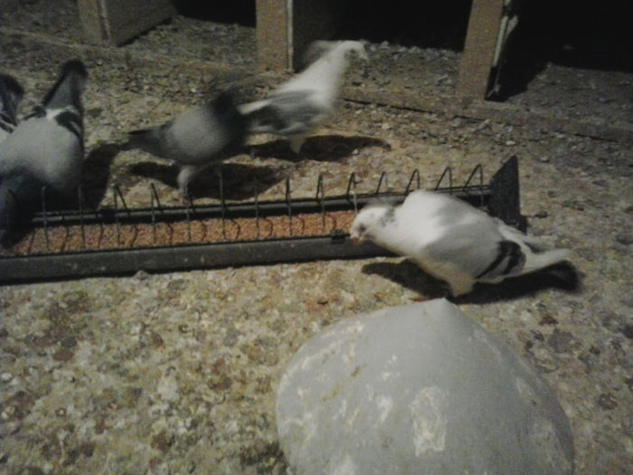 2013-03-22 16.04.12 - Porumbei mei