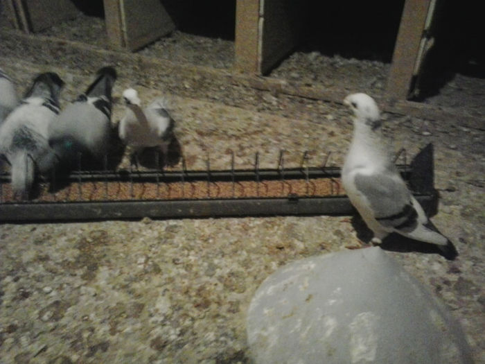 2013-03-22 16.04.07 - Porumbei mei