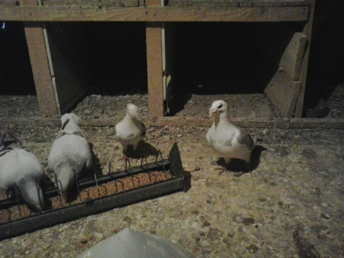 2013-03-22 16.03.01 - Porumbei mei