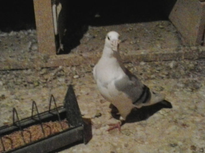 2013-03-22 16.03.21 - Porumbei mei