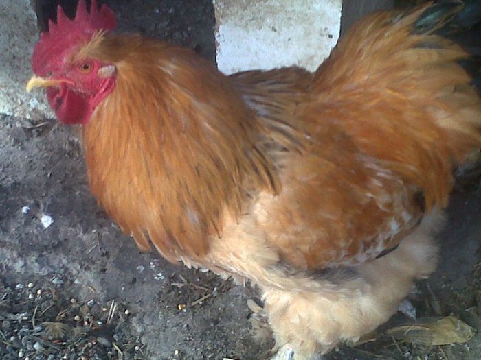 brahma (3)
