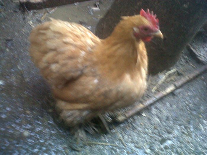 gainusa conchinchina pitic