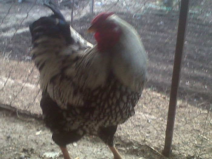 wiandotte argintiu mare