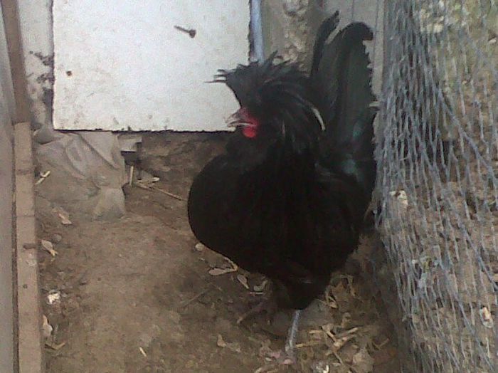 padonul negru - MY HOBBY gaini porumbei pauni fazani DE VANZARE