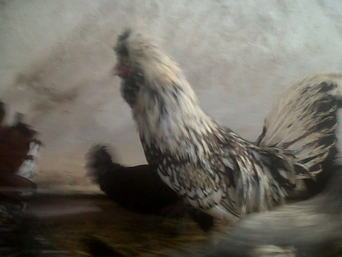 padonul argintiu - MY HOBBY gaini porumbei pauni fazani DE VANZARE