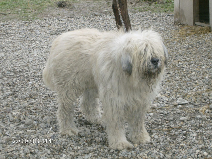 HPIM1773 - lord de Rau ALb