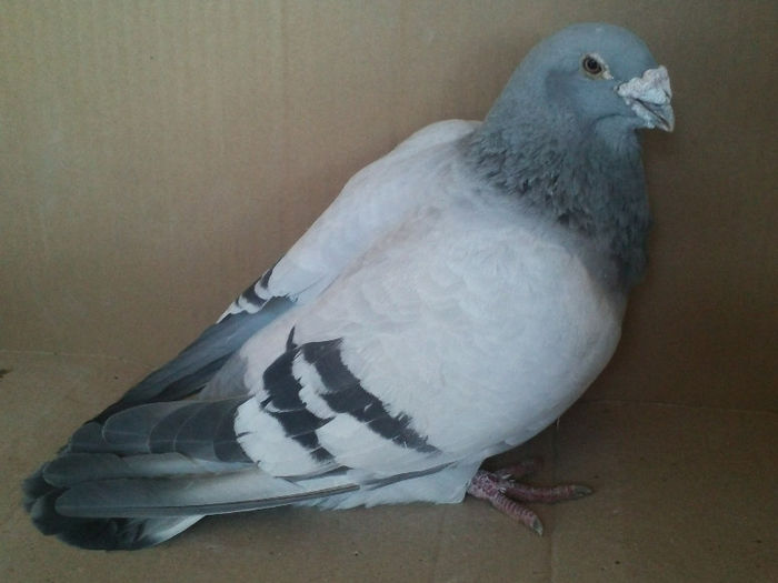 Copy (3) of IMG1470
