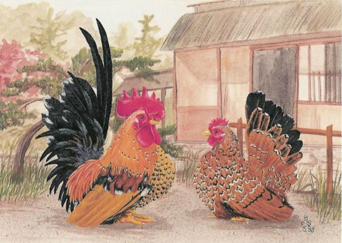 Chabo_1-1_porselein; frumoase
