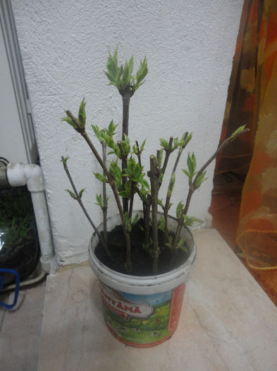 Weigella nana variegata(Multumiri doamnei Floria)