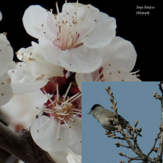 collage2