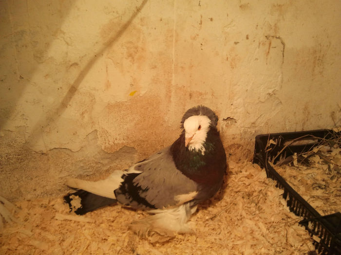 bratrajz es szives 013 - bratrajz-szives2013-23