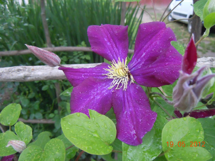 clematita