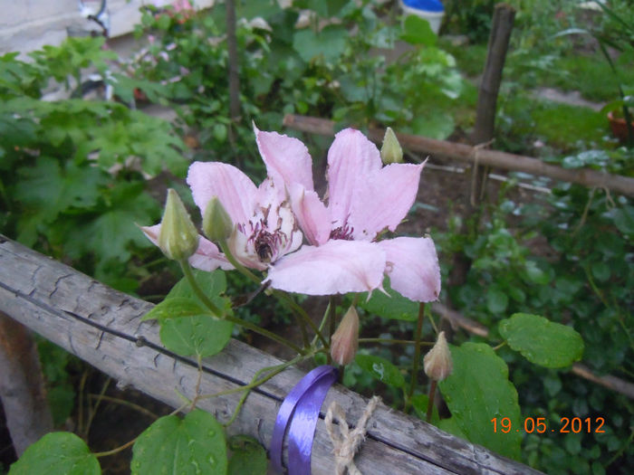 clematita