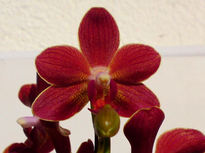 Phal. Tunja