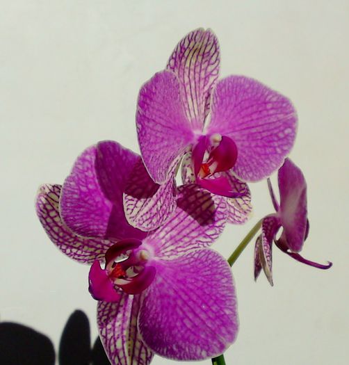  - Orhidee 1