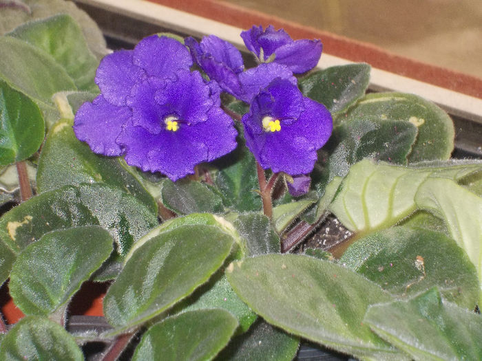 DSCN7504_2982 - Florile mele