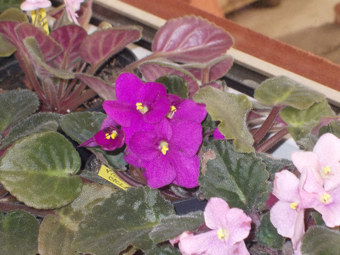 DSCN7506_2984 - Florile mele