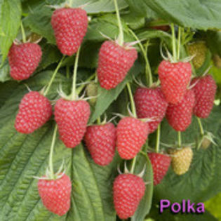 zmeur Polka-cumparata