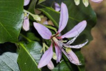 calodendrum - Plante pe care le doresc