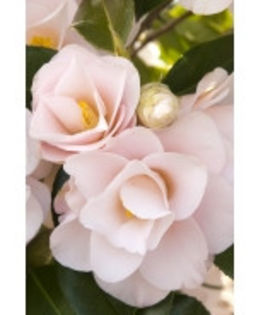 camellia magnoliaeflora - Plante pe care le doresc