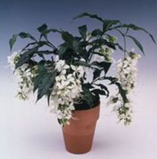 clerodendron 2 - Plante pe care le doresc